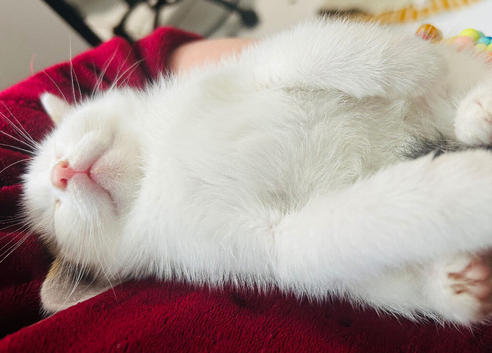 8 week old, playful, handsome white and tabby