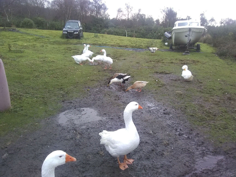 Geese