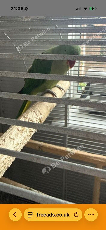 Alexandrine female