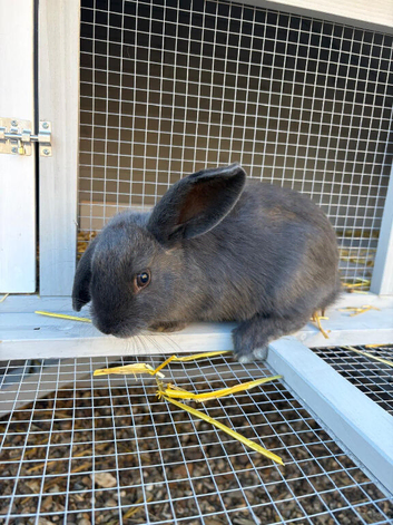 Two male rabbits
