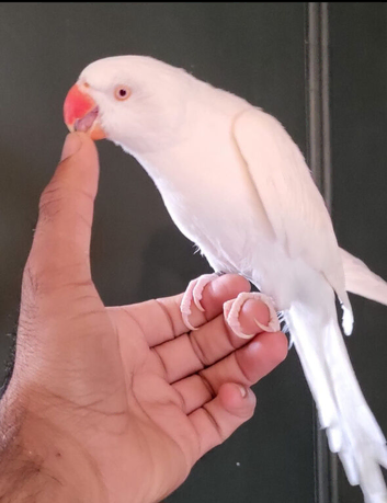 Beautiful Albino supertame ringneck talking parrot