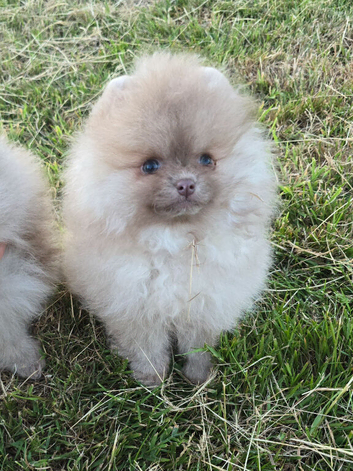 CHIAO LI YA lineage pomeranian puppies