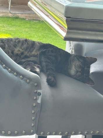 Missing cat