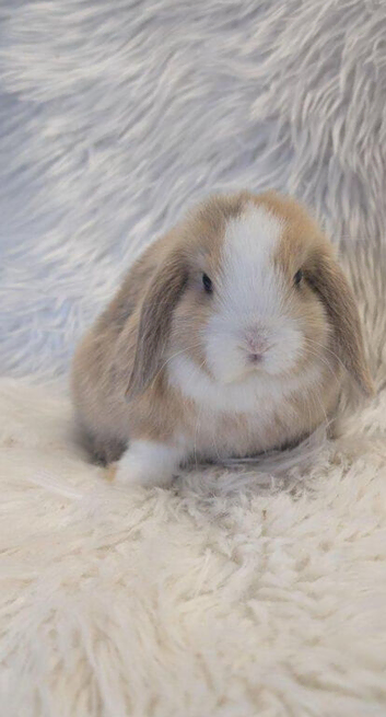Mini lop bunnies