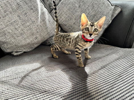 Full pedigree registered bengal kitten