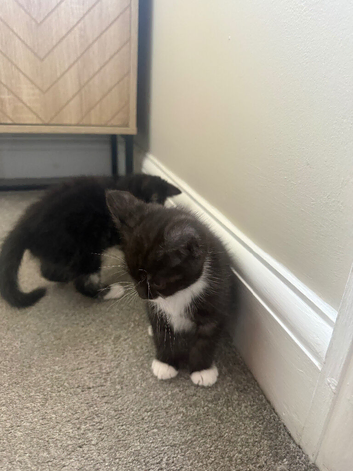 2 x BSH cross Persian left, ready to go