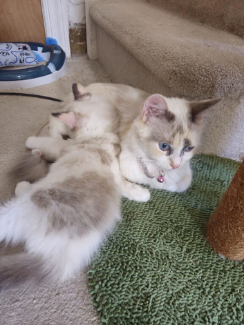 Ragdoll