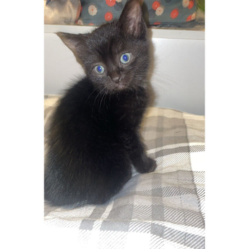 Female kittens for sale
