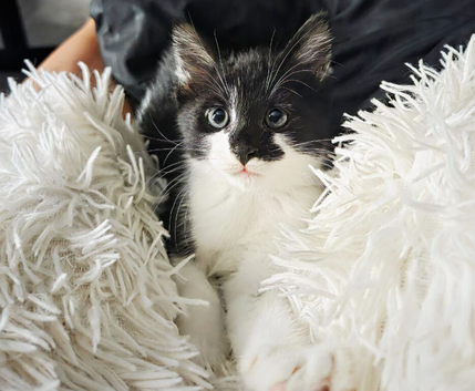 Kitten