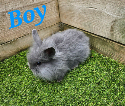 Male Mini Lion Lop. Last Of Litter