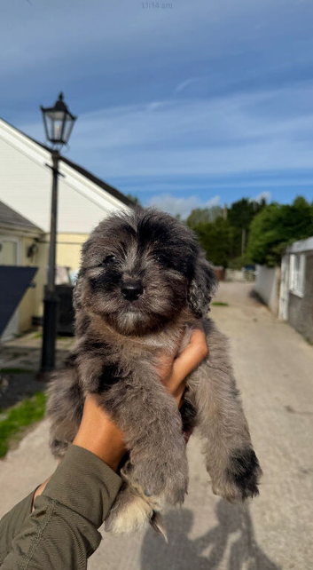 cockapoo puppies