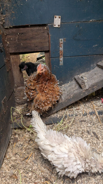 Various chickens