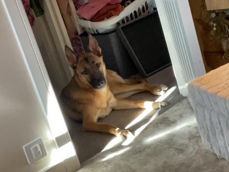 German sheapard x husky