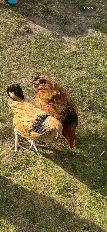 10 week old buff Sussex bantam and 10 week old cockerel