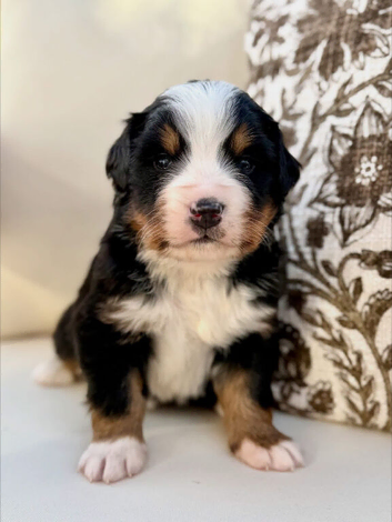 Beautiful and healthy Bernese Mountain Pups