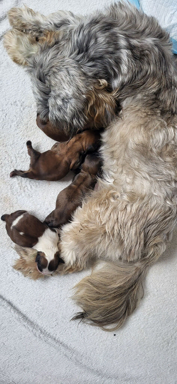 Shih tzu puppys