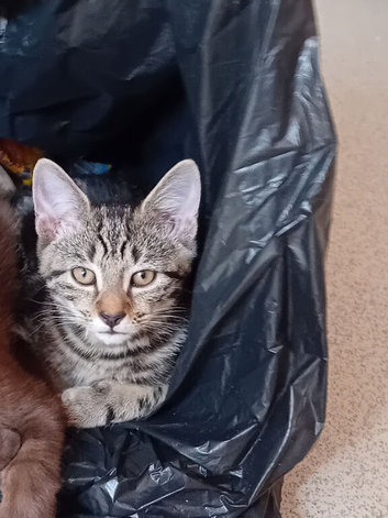 Cute kitten needing a home