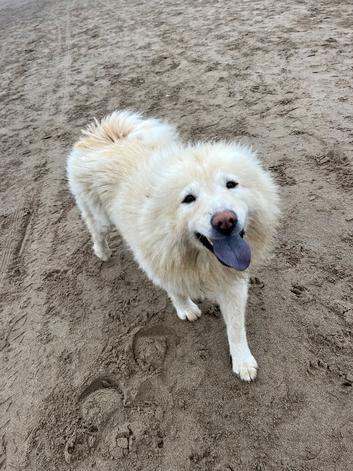Mellie, 2 year old long snout chow chow
