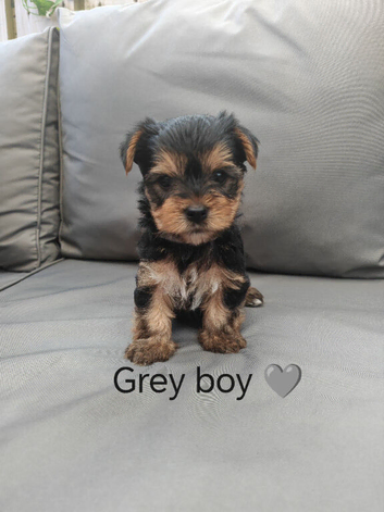 Beautiful Yorkshire Terrier Puppies