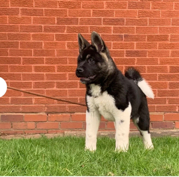 KC American Akita