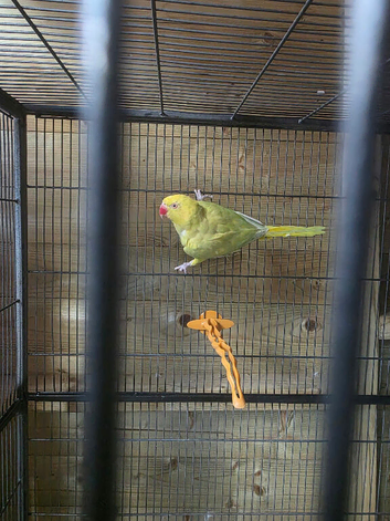Yellow indian ringeck parrot