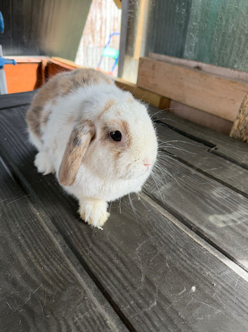Female mini lop