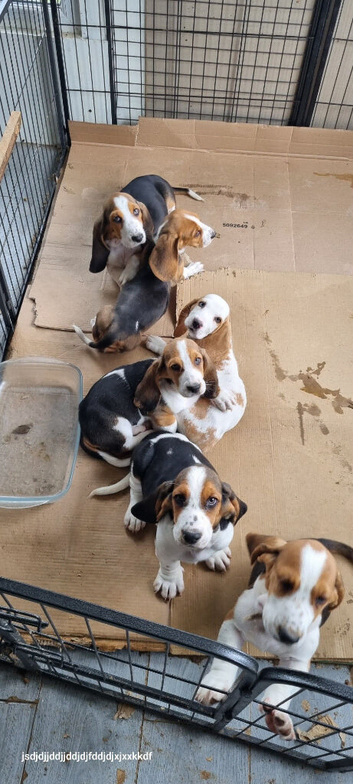 Great natured basset pups for sale