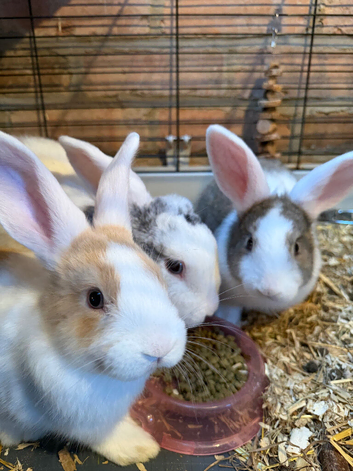 Holland lop X Angora ready now *