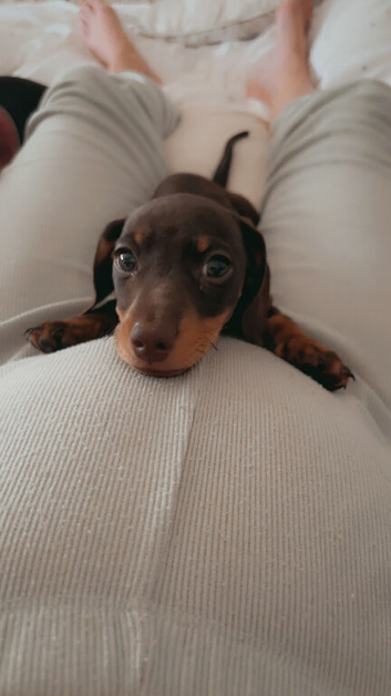 Beautiful short haired  miniature dachshunds