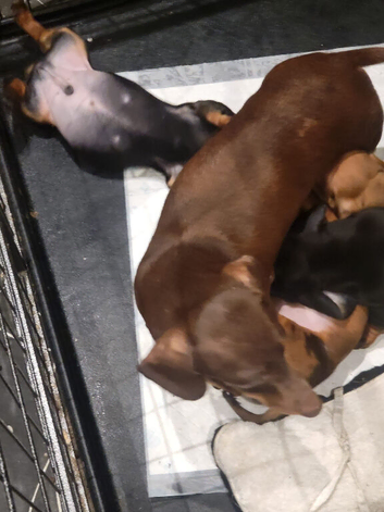 Black and Tan miniature Dachund Boy for a new home