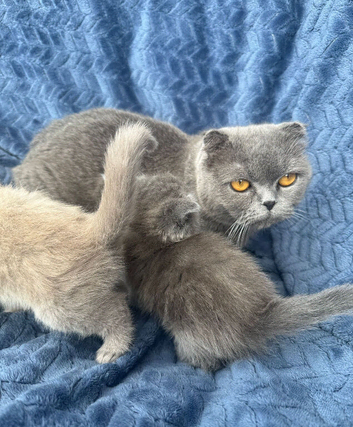 Scottish fold kitten