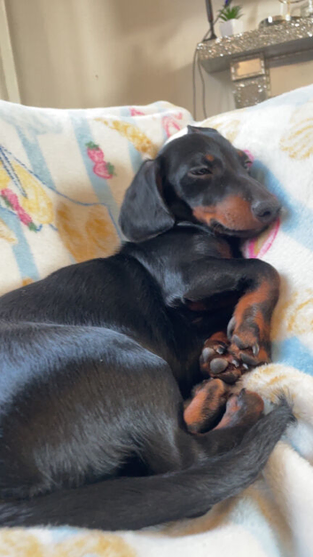 5 month old pup miniature dashound black n tan