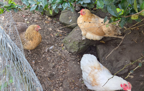 Trio looking for new home