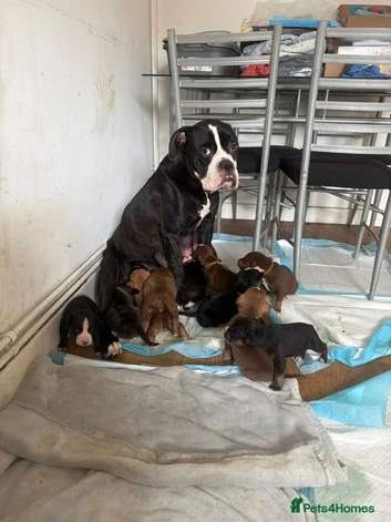 American bulldog x Husky puppies