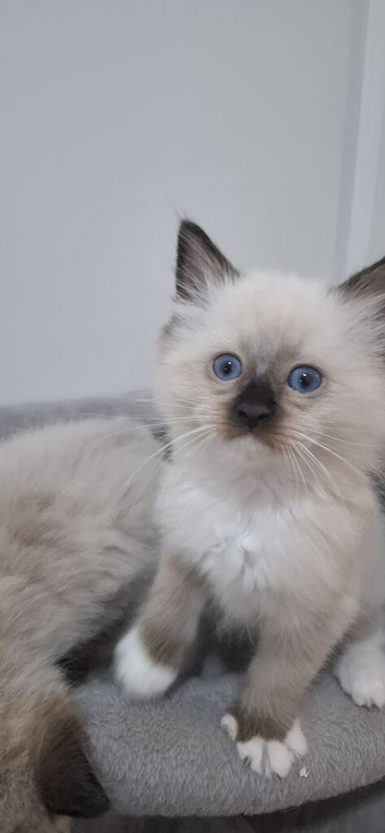 Ragdoll kittens ready now
