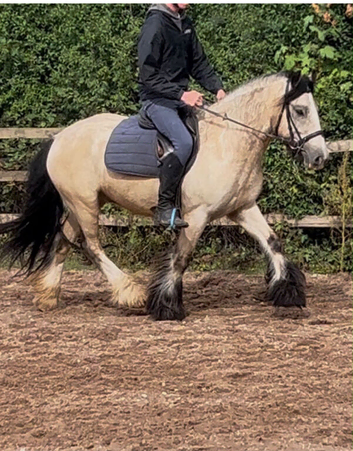 San Cler 14.1 Mothers Dream Show/Hack/PC/Dressage