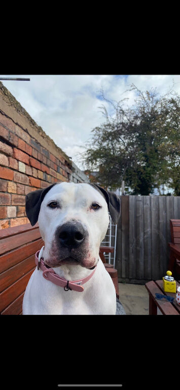Looking for a home for poppy