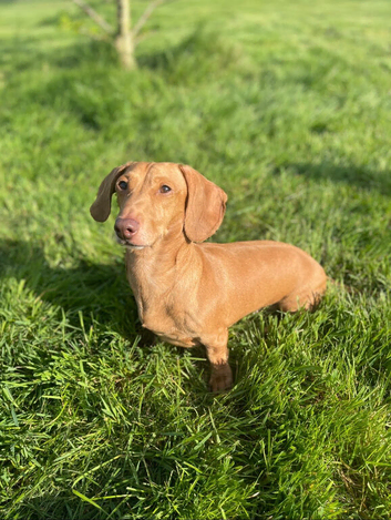 Wonderful Wallace
