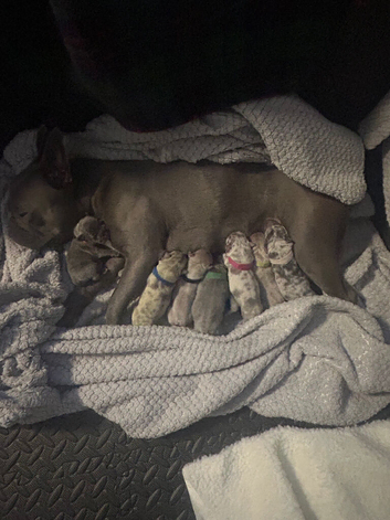 Puppies