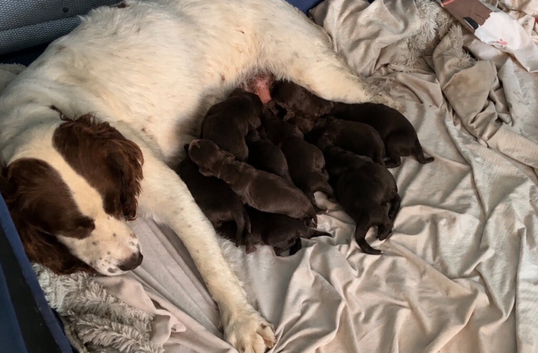 Sprocker puppies