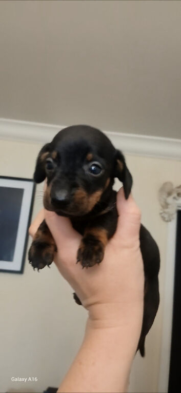 True mini dachshound. Girl pup