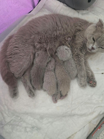 3 Scottish fold x British shorthair kittens for sale