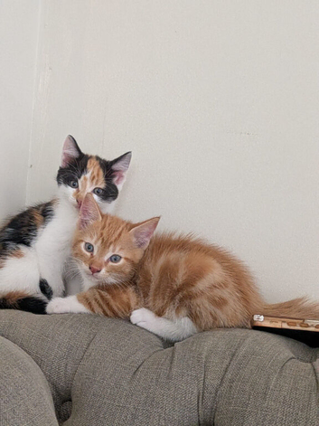 Kittens