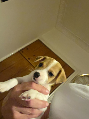 4 jack russell puppies