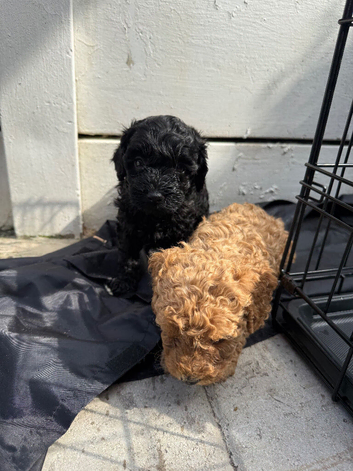 F2 cockapoo puppy&rsquo;s