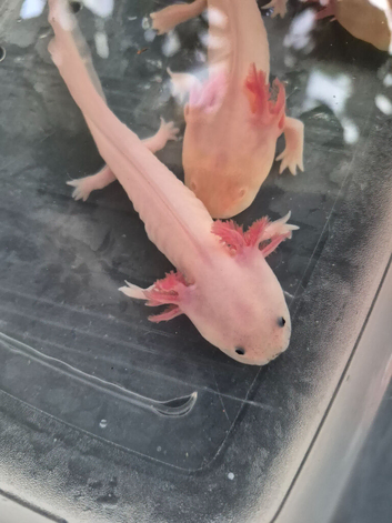 Juvenile axolotls ready to leave now