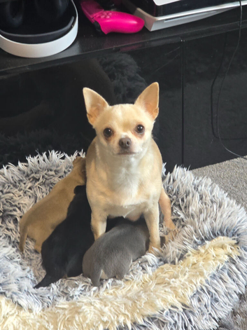 Beautiful Applehead Chihuhua Puppies