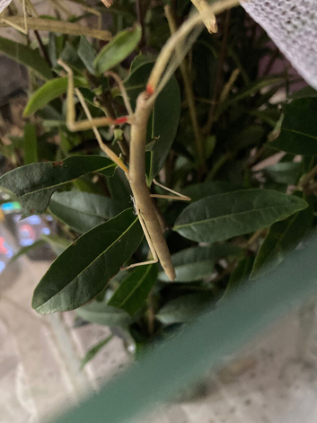 Indian Stick insects