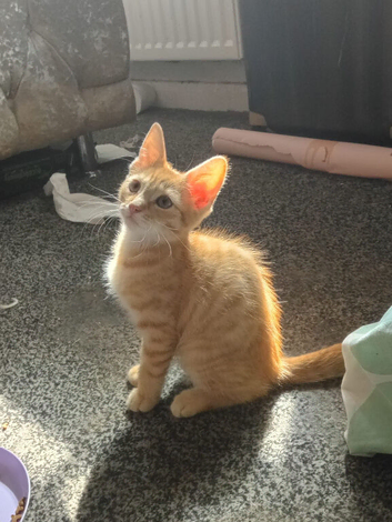 Male ginger cat