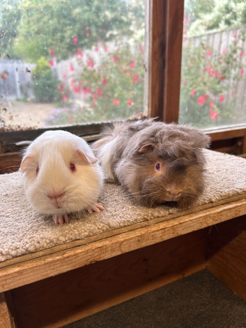 Sweet Baby Guinea Pig Boars - Peruvian and Pink Eyed White Self